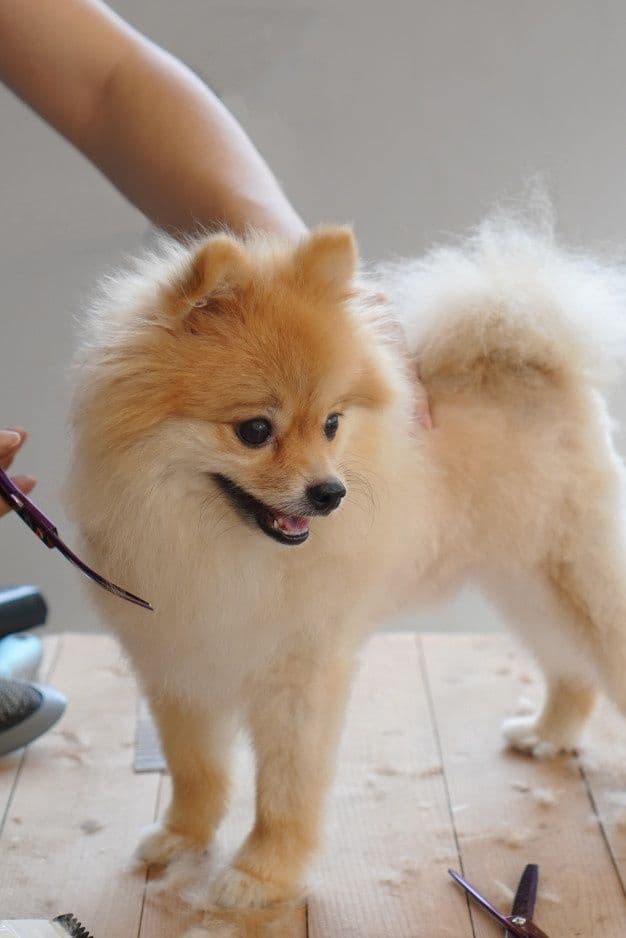 Perro en una peluquería canina